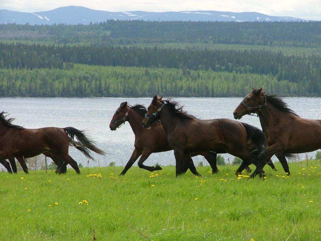 Отель Wangens Waerdshus Alsen Экстерьер фото